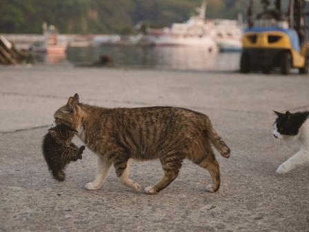 ねこ