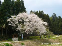 画像:吉野の種まき桜