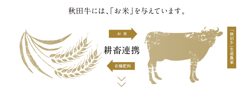 秋田牛の飼料にお米を与えています。