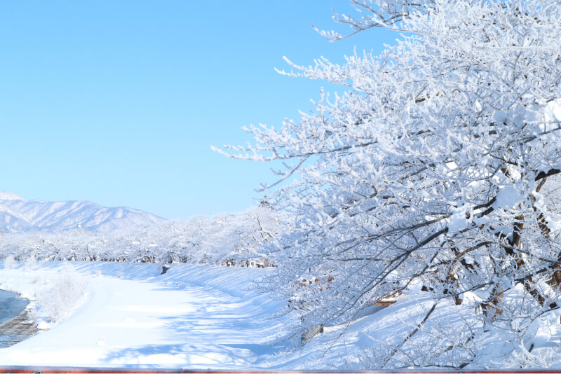 角館　冬の雪桜1