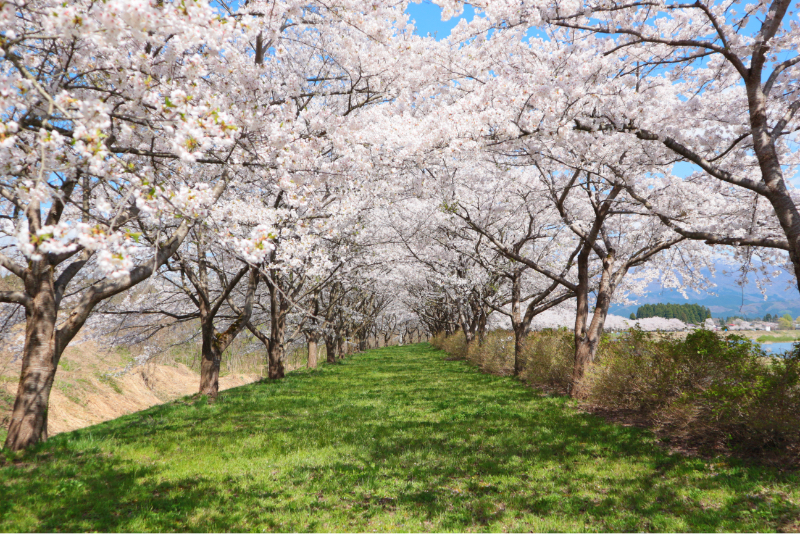 角館　落合公園の桜