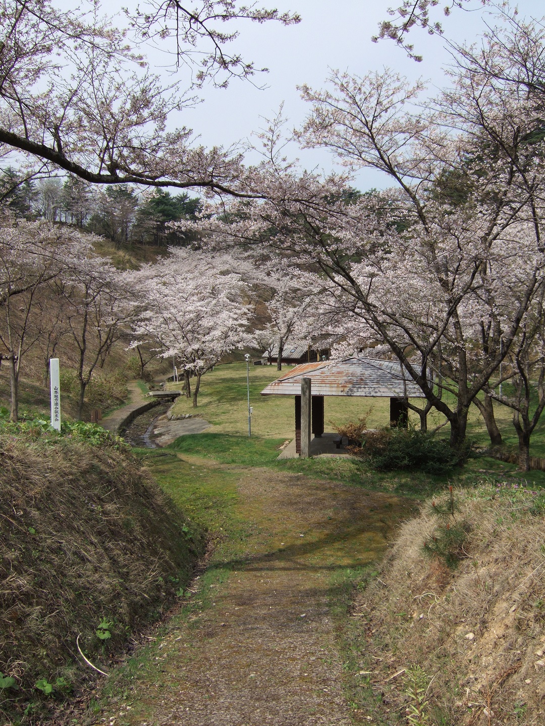 石倉山公園の桜