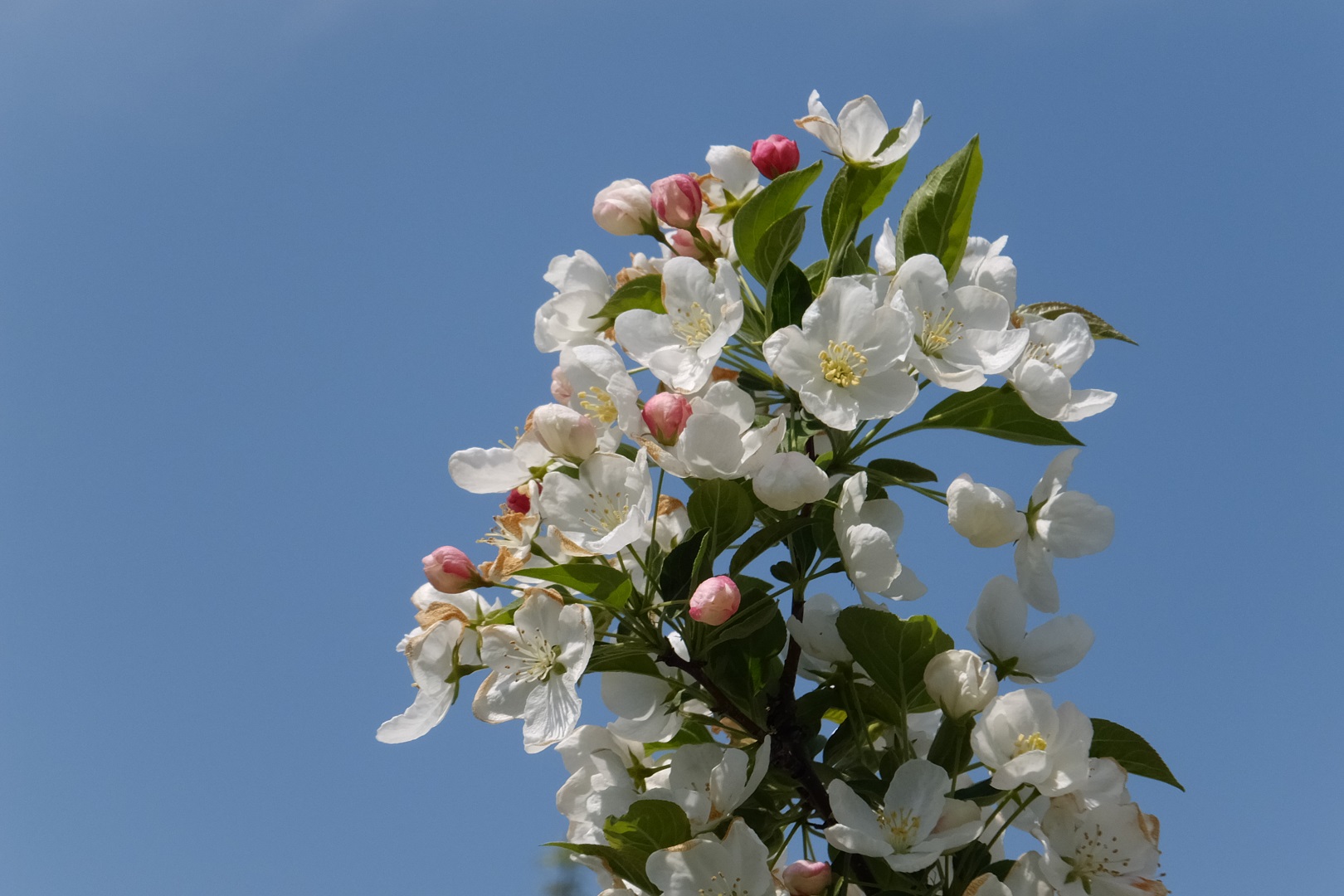 鹿角リンゴ・北限の桃の花1