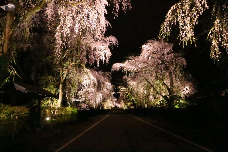 武家屋敷の夜桜ライトアップ2