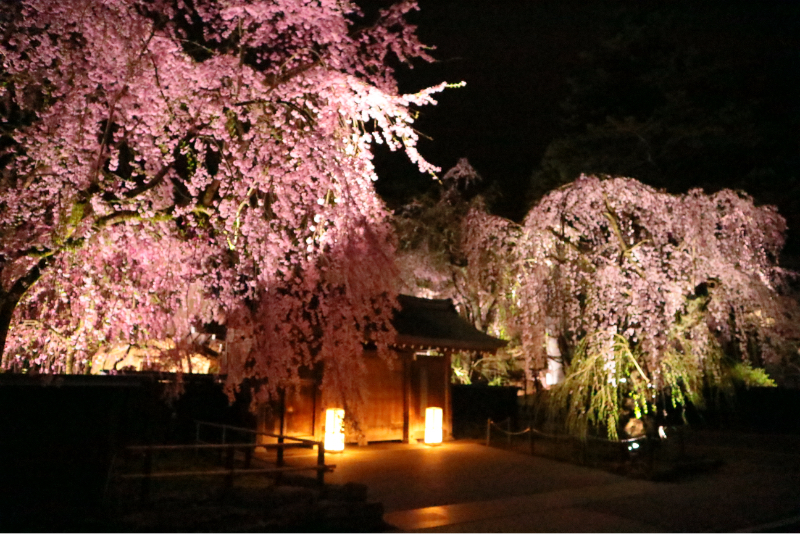 武家屋敷の夜桜ライトアップ3