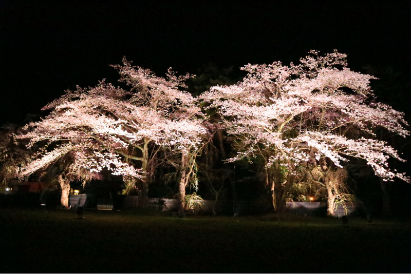 武家屋敷の夜桜ライトアップ4