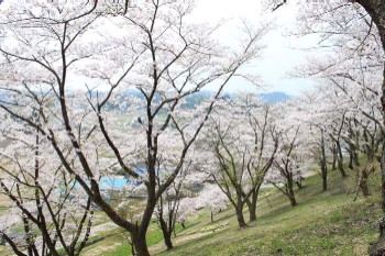 余目公園の桜