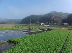 画像:篤農家 浅利菊松翁