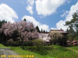 画像:枝垂れ桜の名所「多宝院」