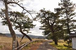 画像:檜山追分旧羽州街道松並木
