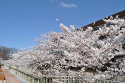 画像:さくら庭の桜並木