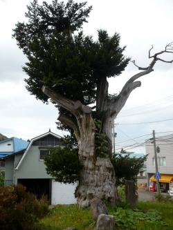 画像:イチイの巨木