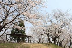 画像:桜の名所 余目公園