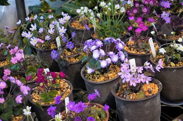 写真：可憐な花を咲かせている雪割草