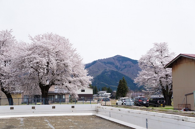 写真：桜が咲いている様子