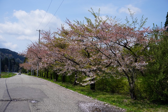 写真：殿淵公園前の桜並木