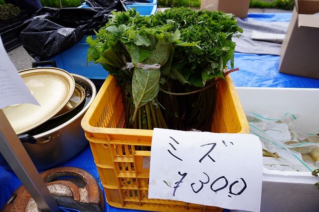 写真：山菜のミズ