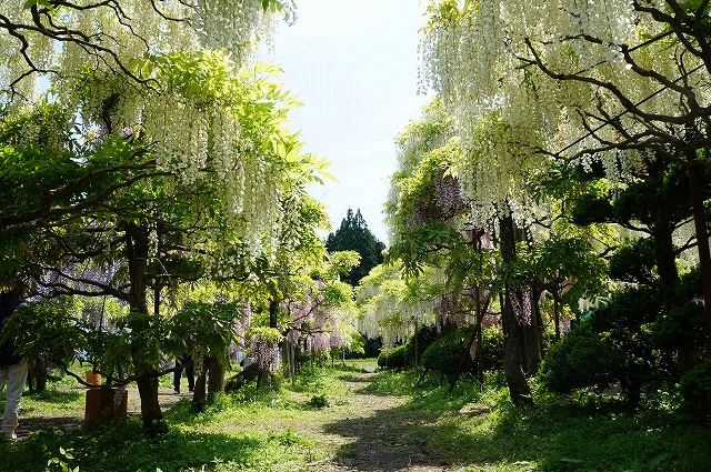 写真：十ノ瀬藤の郷の藤