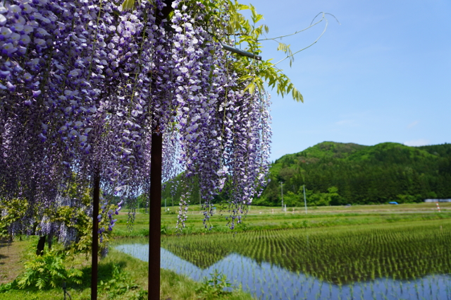 写真：十ノ瀬藤の郷