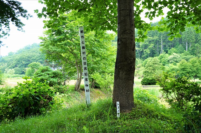 写真：ユリノキ