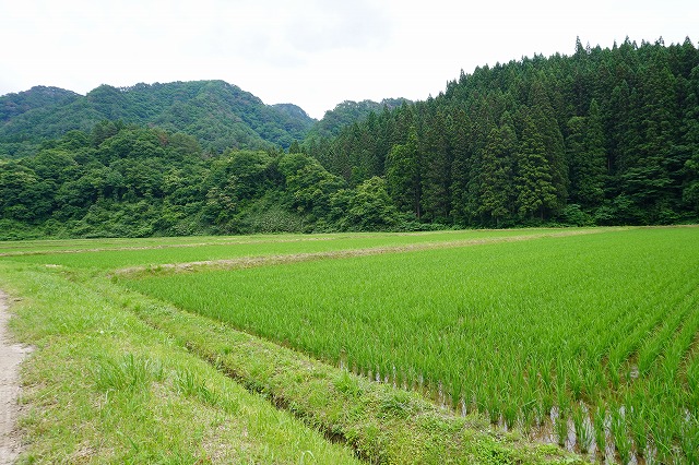 写真・上新城の田んぼの風景