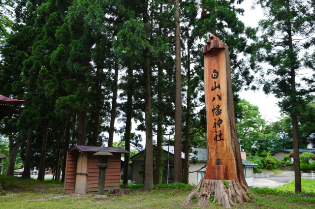 写真：白山八幡神社の大木の看板