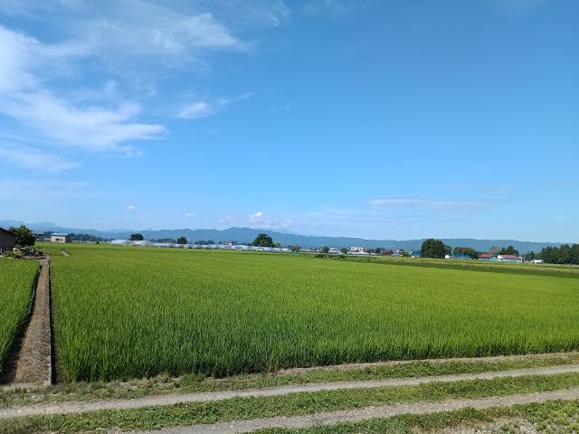 写真：木下集落の田んぼ