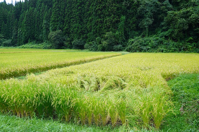 写真：雨で倒れた稲穂