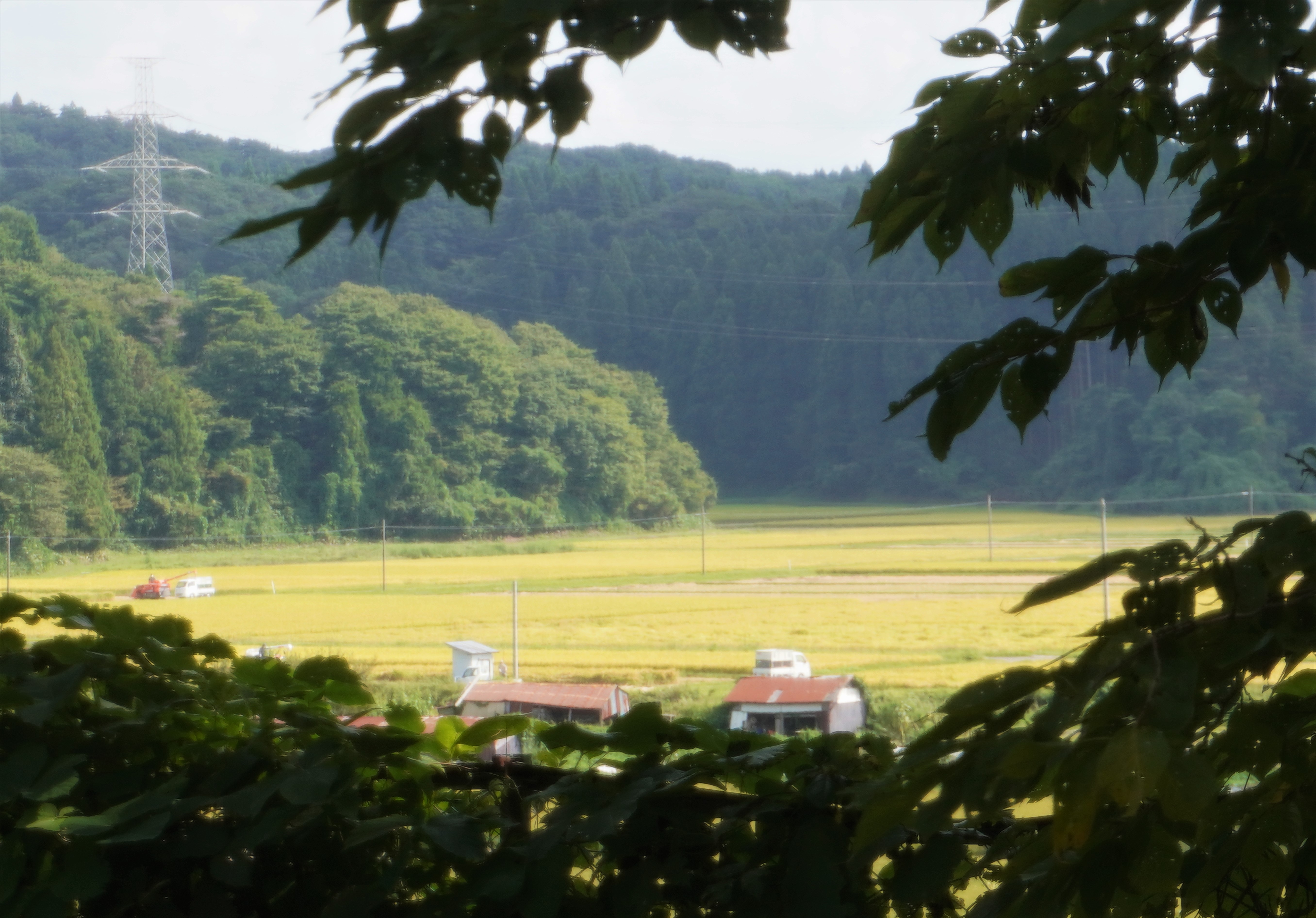 上新城の田園風景の写真