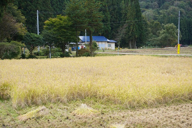 写真：稲刈り前のたんぼ