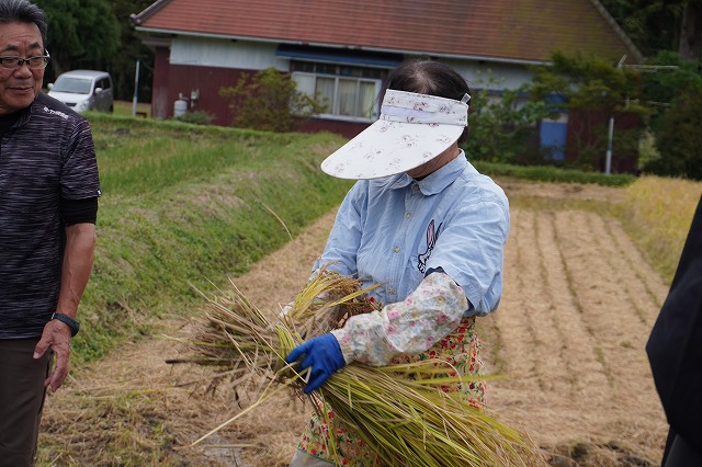 写真：稲のまとめ方