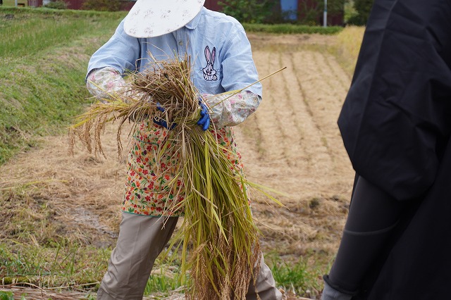 写真：稲のまとめ方