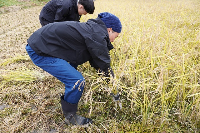 写真：稲刈りする学生