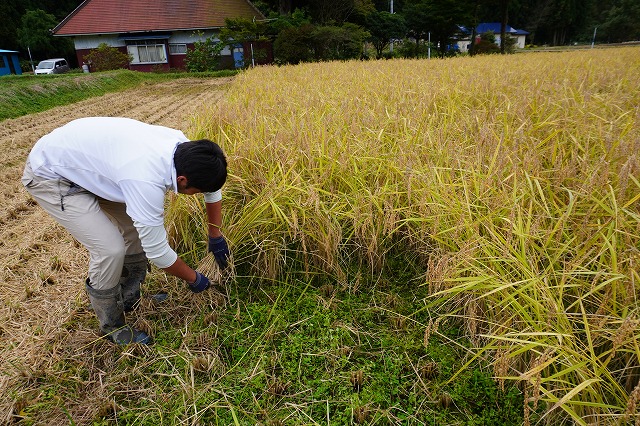 写真：稲刈りする住民