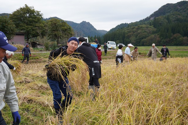 写真：稲刈りする学生たち