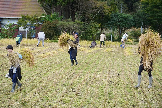 写真：刈った稲を運ぶ