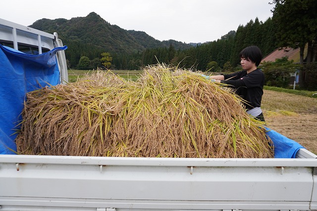 写真：刈った稲をトラックに積む