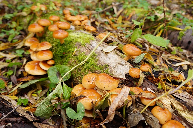 写真：原木に生えるなめこ