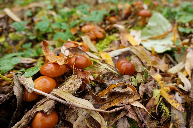 写真：原木に生えるなめこ