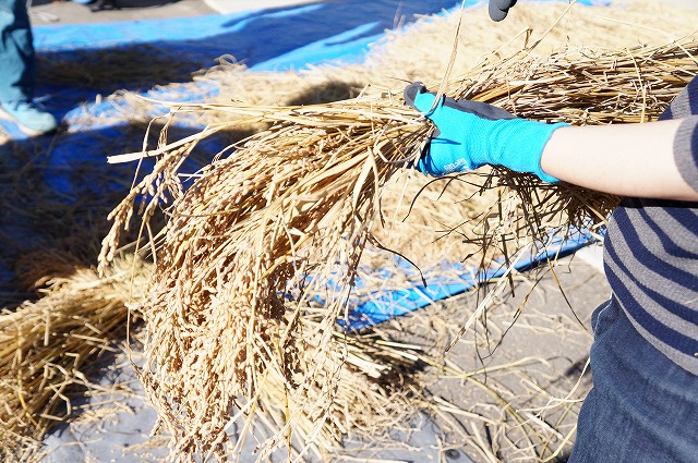 写真：脱穀前の稲穂