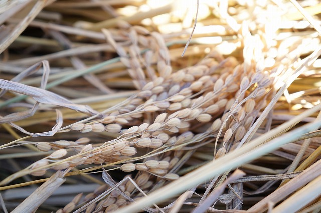 写真：乾燥した稲穂