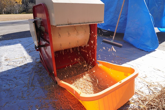 写真：脱穀された種もみ