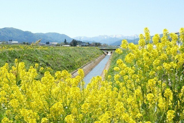 写真：集落に咲く菜の花