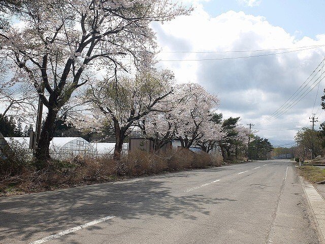 写真：旧釜ケ台小学校前の桜並木