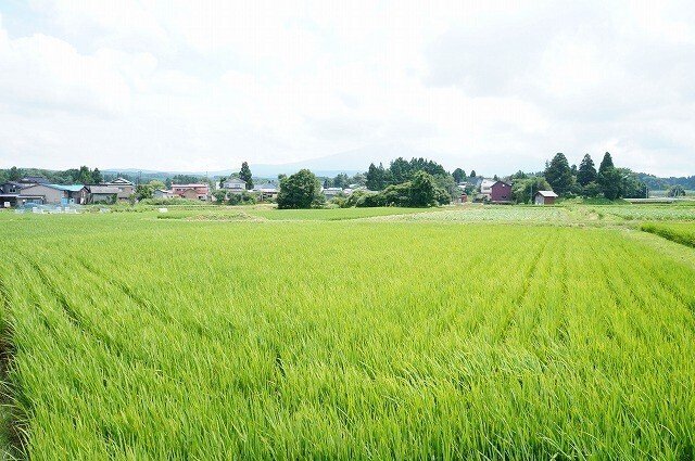写真：集落内の田んぼ