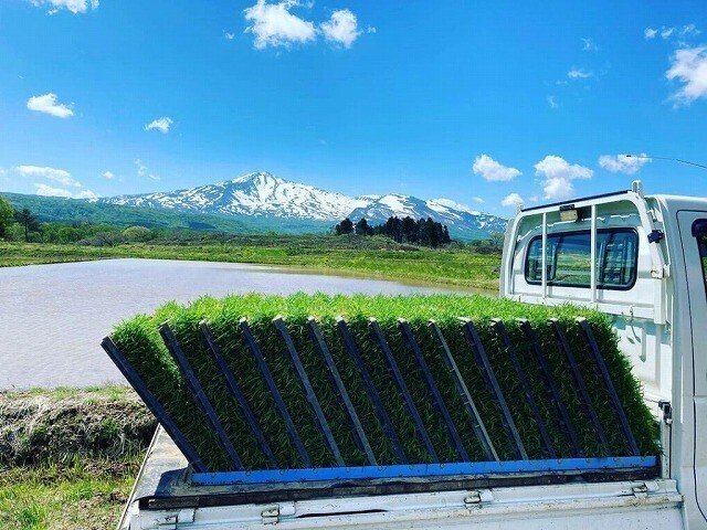 写真：田植えが始まる田んぼ