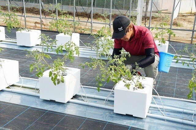 ミニトマト栽培に精をだす渓輔さん