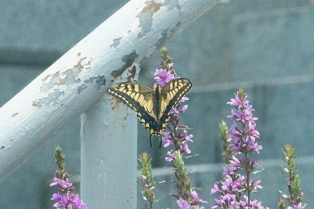 集落でみたアゲハ蝶