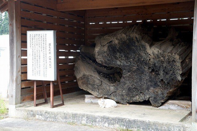 旧釜ケ台小学校敷地内に展示されている「埋もれ木」