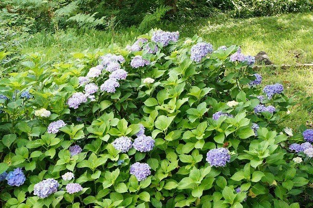 “はんの木”裏手に咲く紫陽花